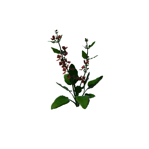 Flower Echinodorus Cordifolius4. 3